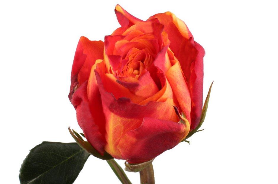 17. Роза - Атомик (Rose Atomic), Эквадор (Azaya) 60