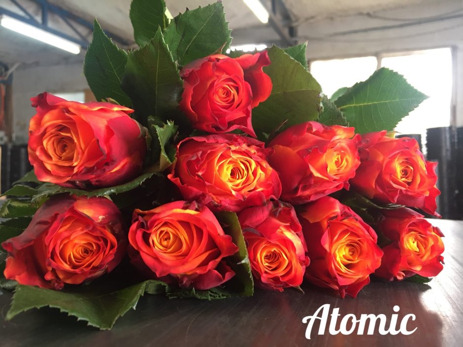 Розы Эквадор Silantoi