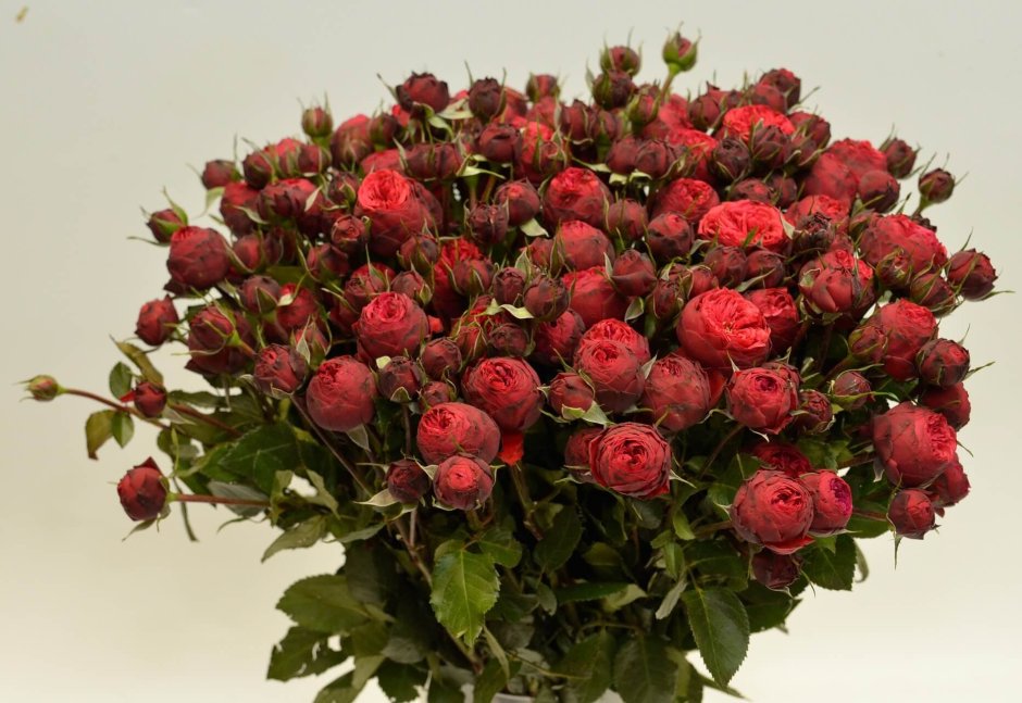 Николетта роза Эквадор