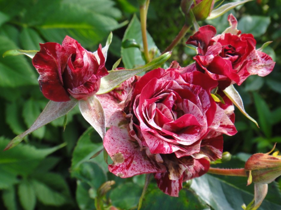 Плантации роз в Эквадоре