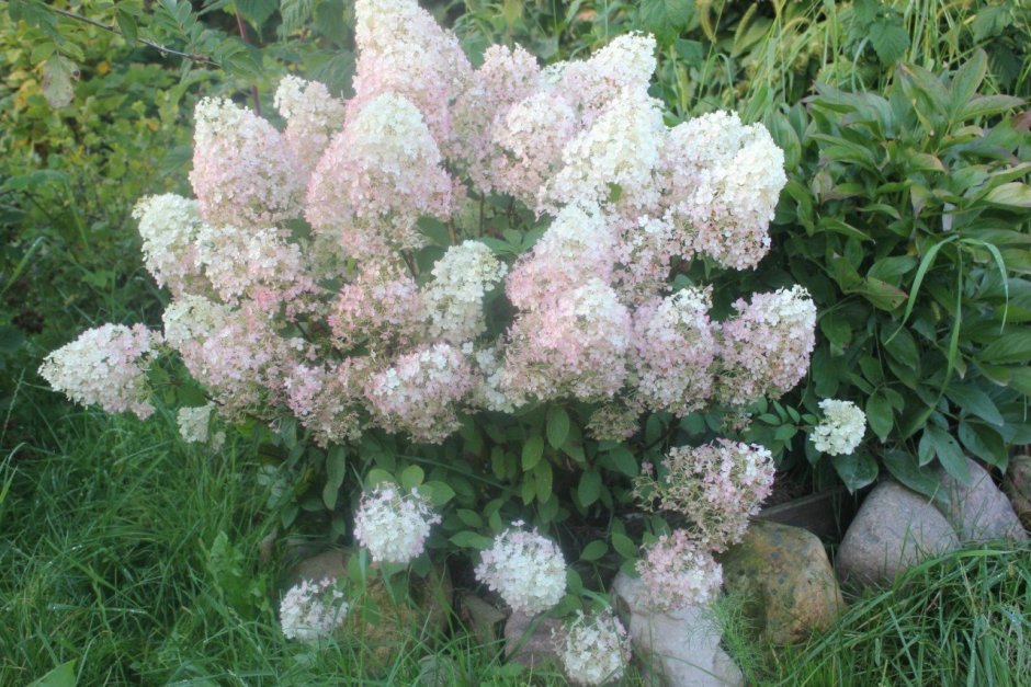 Гортензия метельчатая (Hydrangea paniculata &#96;little Lime&#96;)