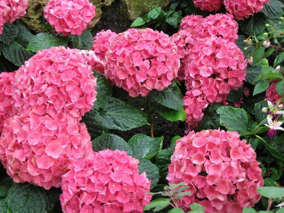 Hydrangea macrophylla &#96;Shakira&#96;