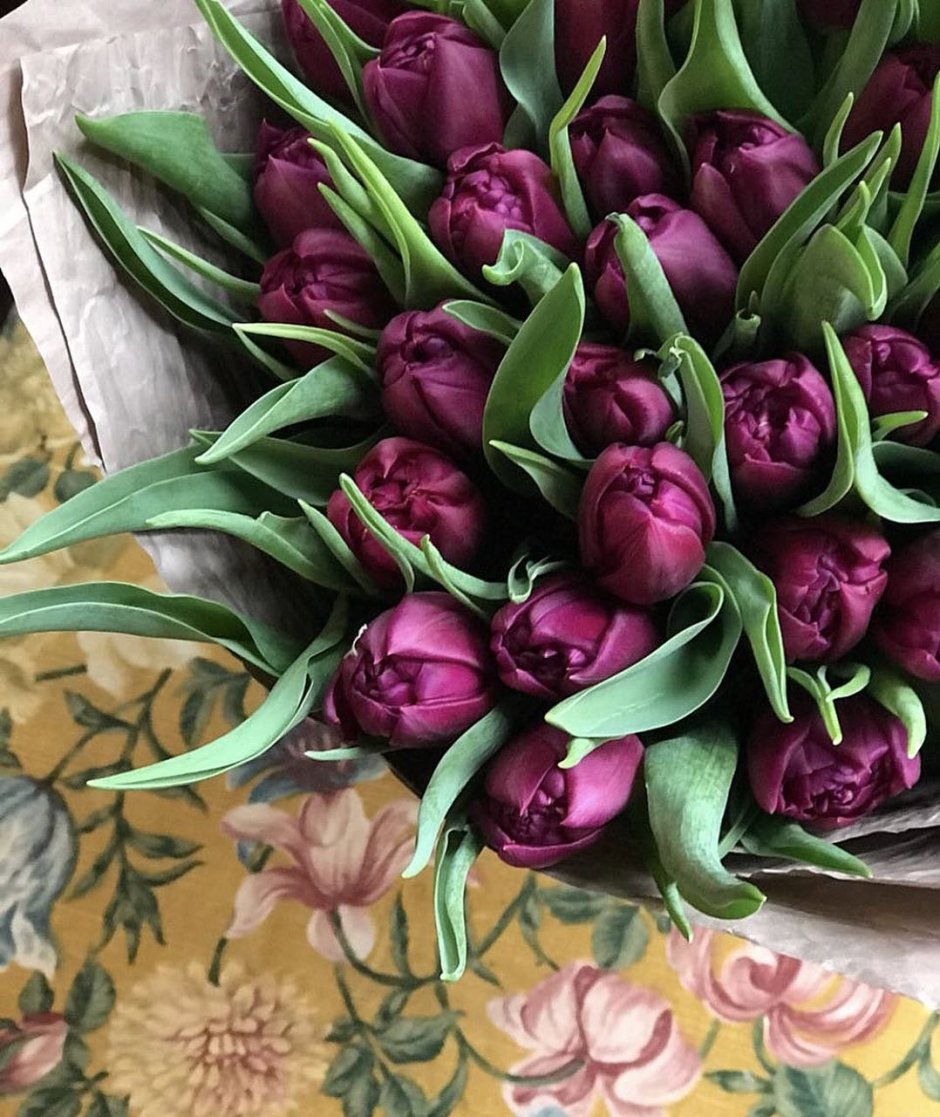 Бархатные тюльпаны