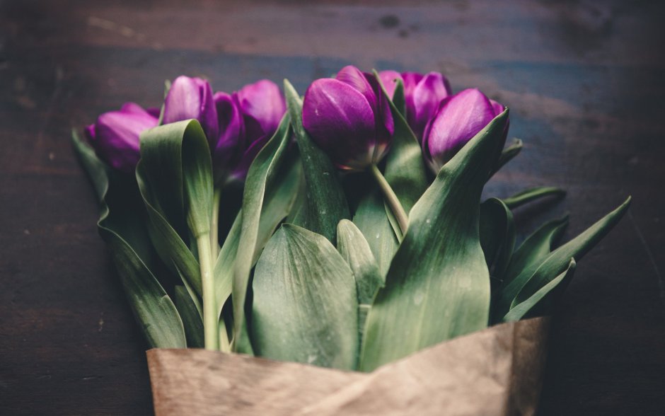 Сиреневые тюльпаны в руках