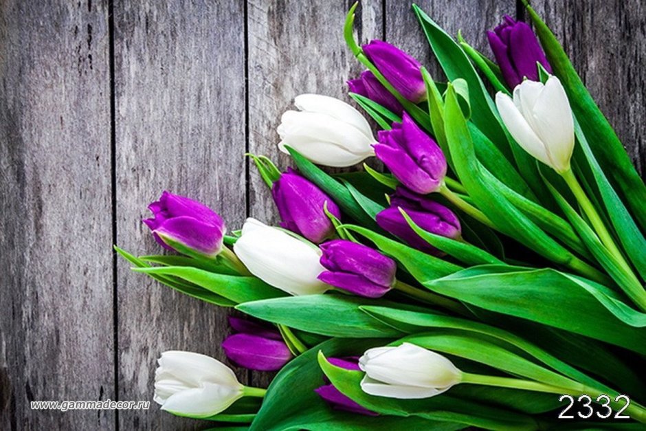Белые и фиолетовые тюльпаны