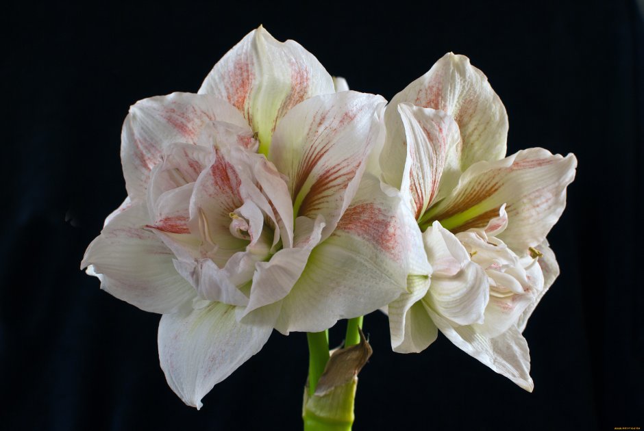 Amaryllis цветок Gigant