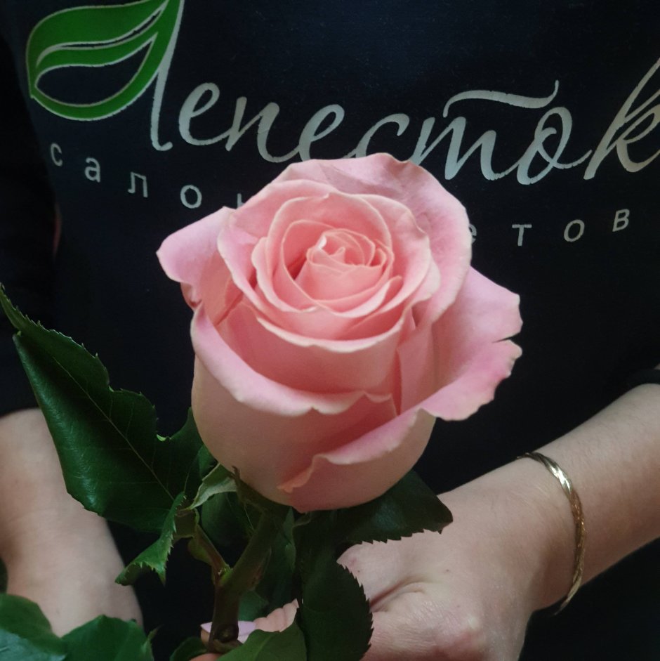 Хермоза 60 роза