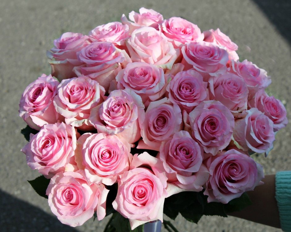 Розы на рабочий стол обои пудровые