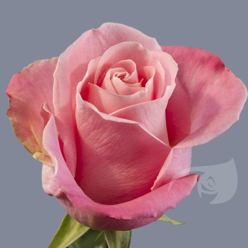 Hermosa роза Эквадор