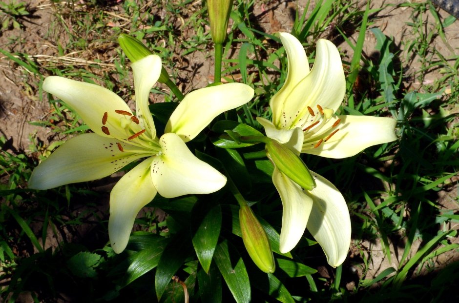 Mayot Лилия цветок