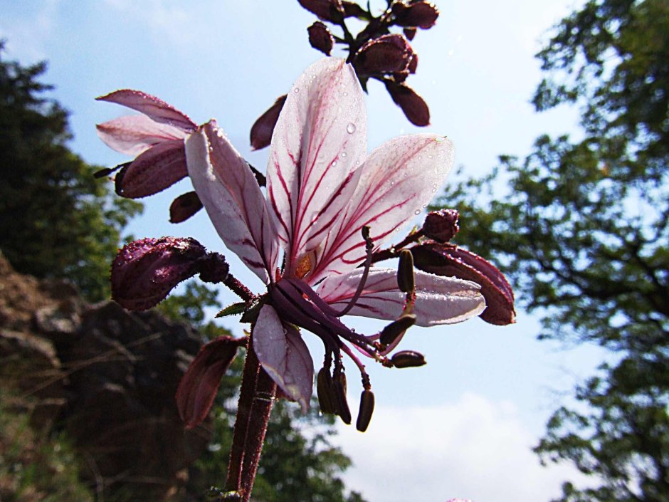 Растение Крымская Лилия