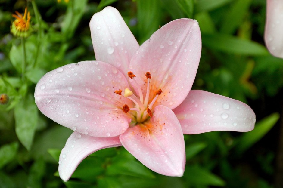 Лилия бледно розовая