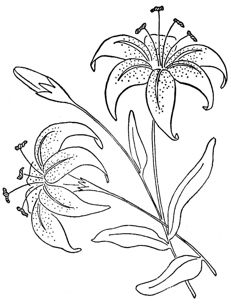 Лилия саранка черно белые