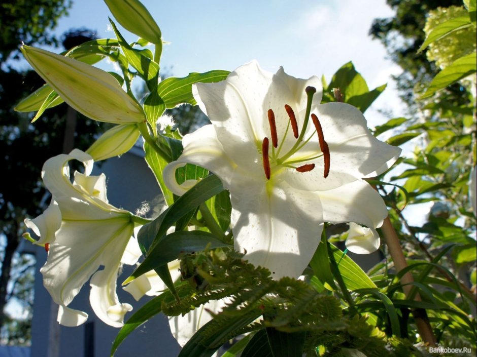 Белая Лилия божественный цветок