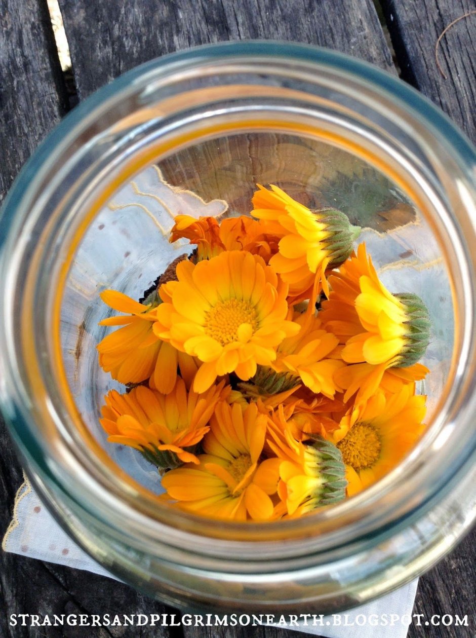 Календула, ноготки, Calendula