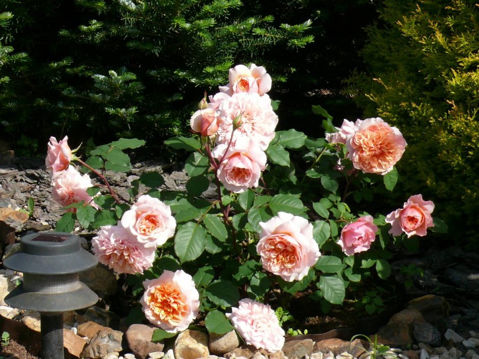 Версайни Versigny роза