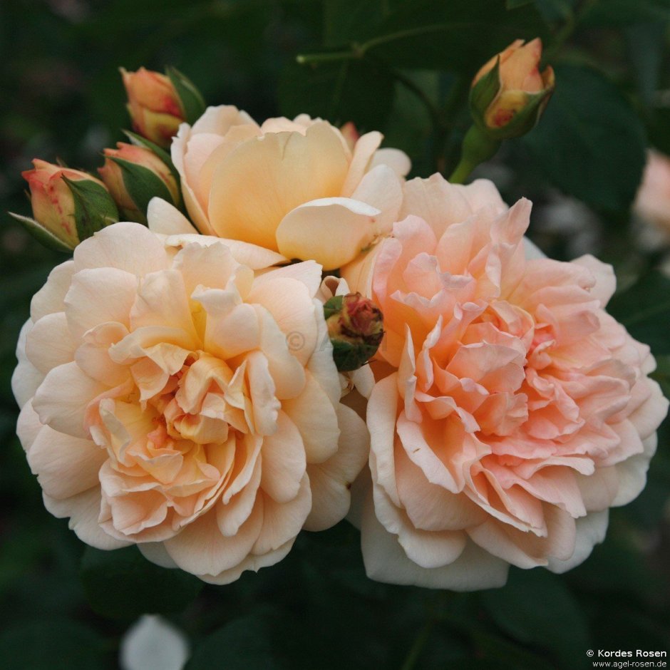 Саженцы роз в саду