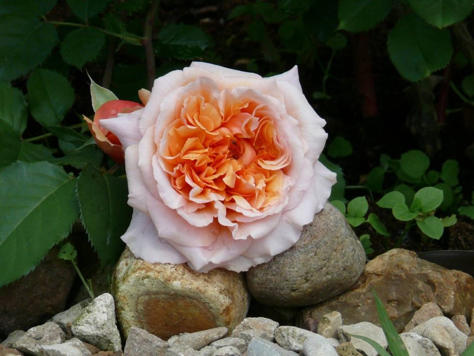 Dany Hahn роза