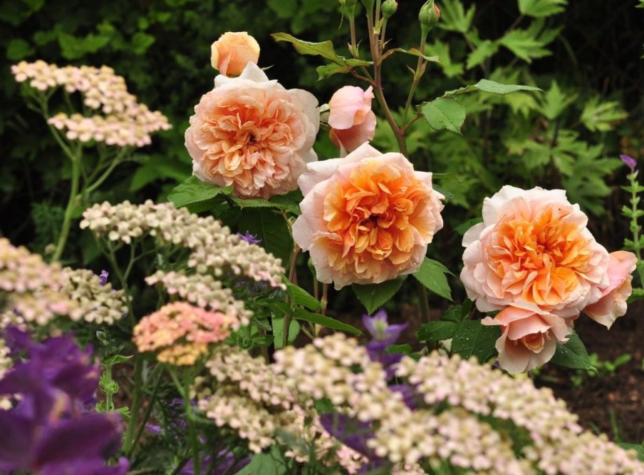 Версайни роза в саду