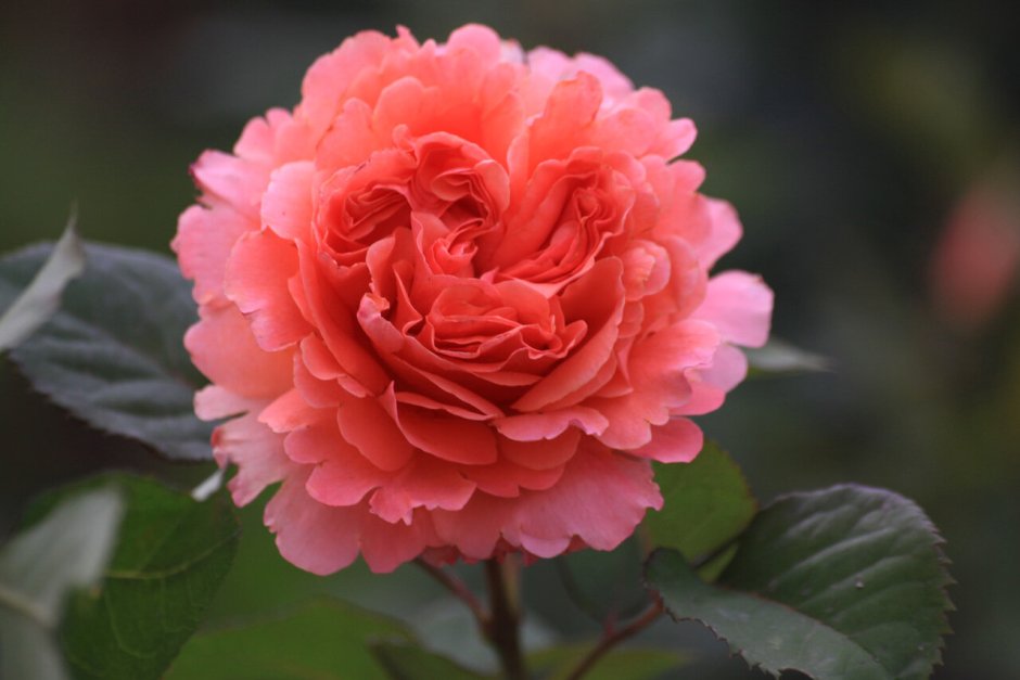 Rosa (роза) Port sunlight