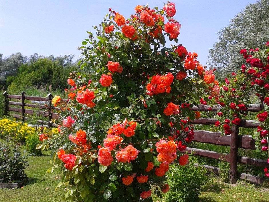 Оранж климбер роза плетистая