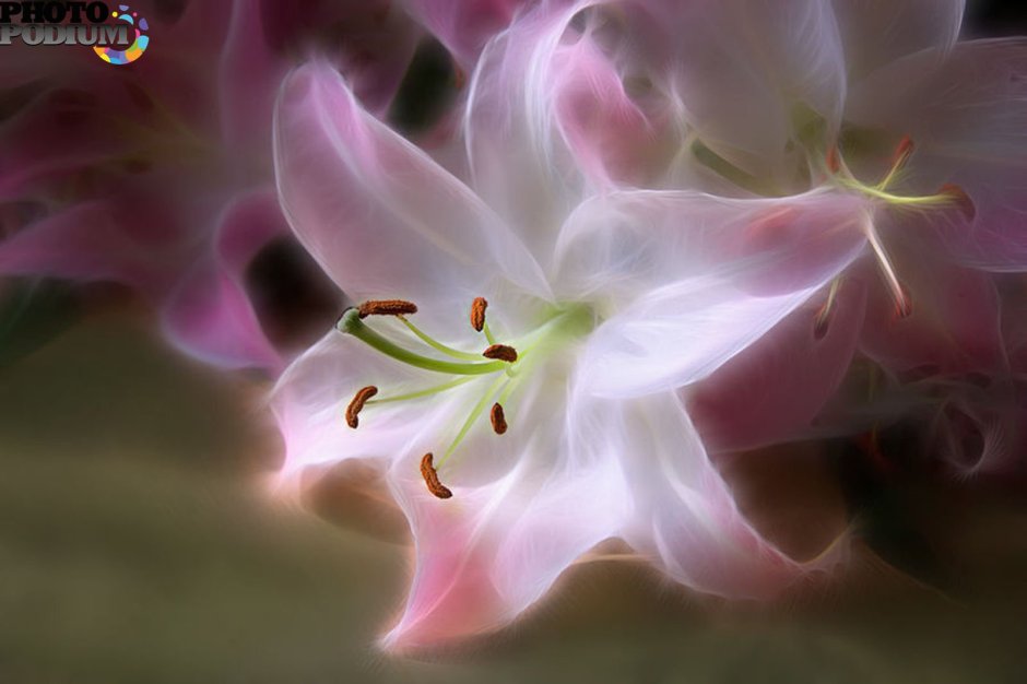 Фотонатюрморты с лилиями