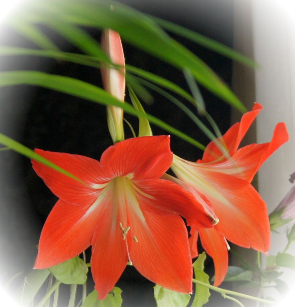 Комнатные цветы гиппеаструм оранжевый