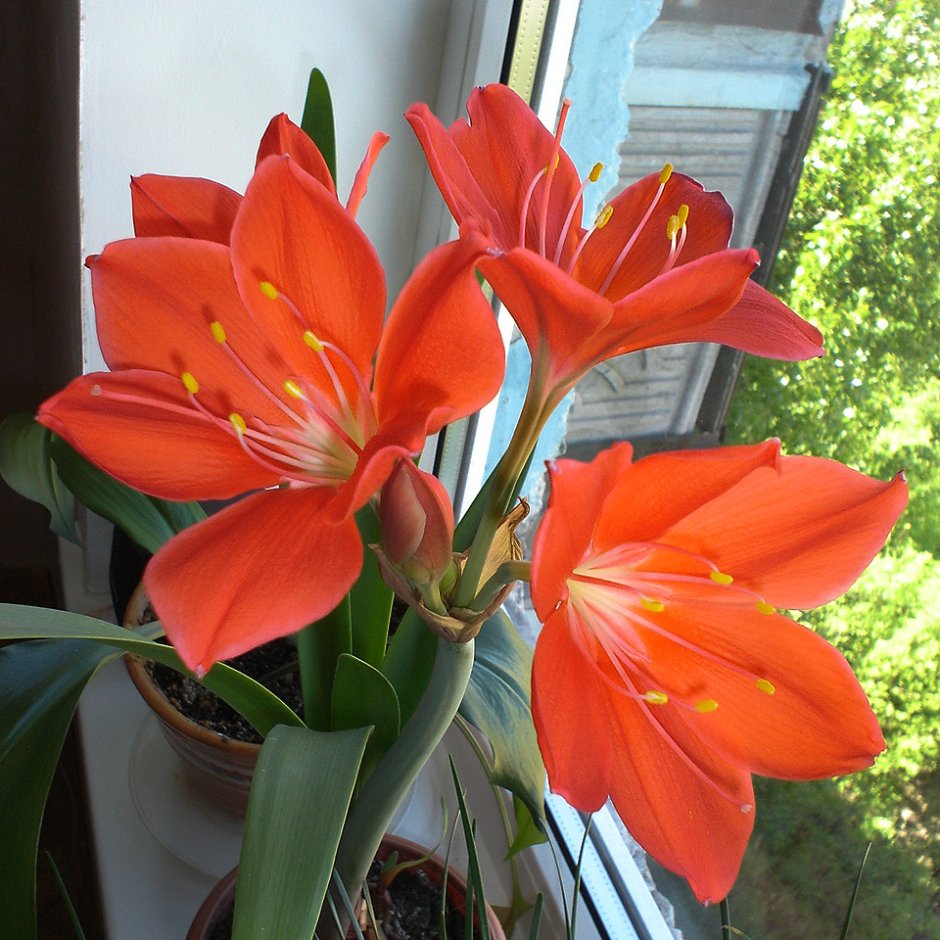 Комнатные цветы гиппеаструм оранжевый