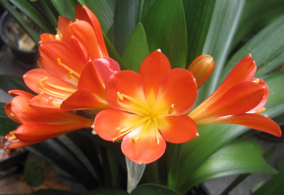 Крупный оранжевый цветок