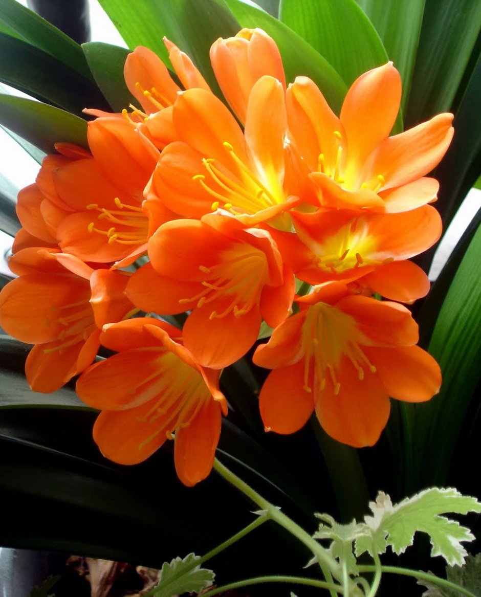 Лилия саранка оранжевая
