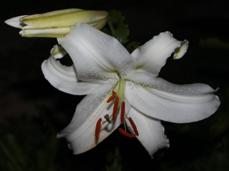 Лилия белая с сильным ароматом