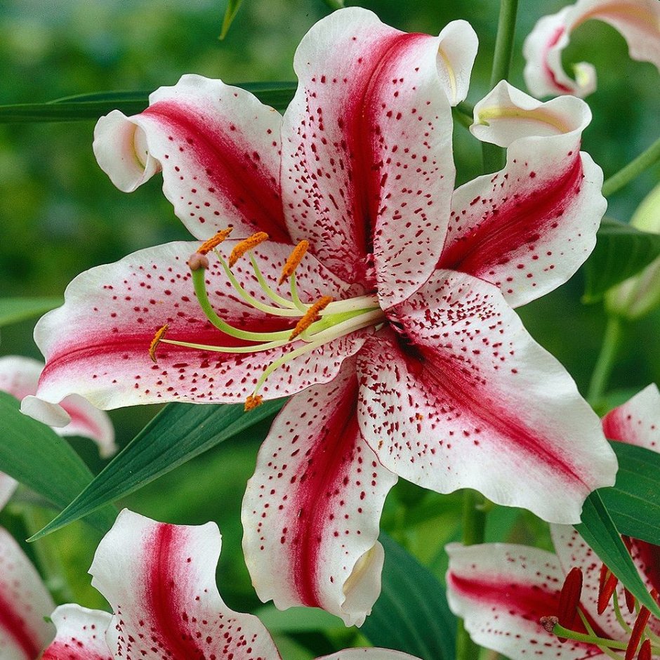 Цветы Франжипани Бали