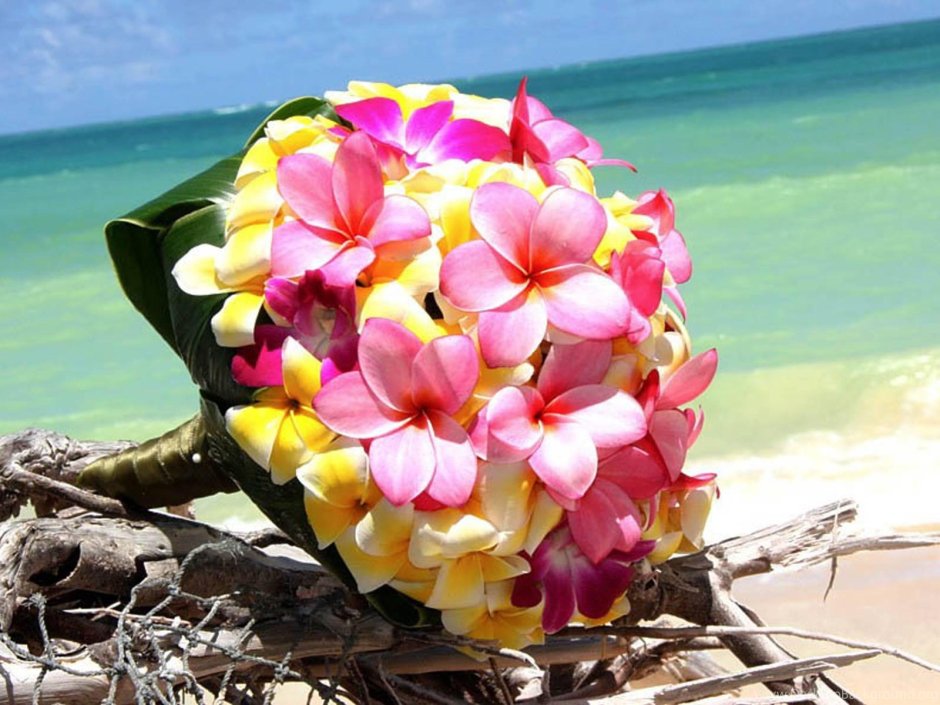 Цветы Плюмерия Франжипани Мальдивы