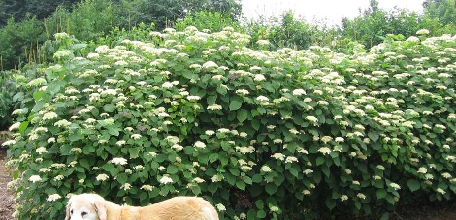 Hydrangea arborescens Radiata