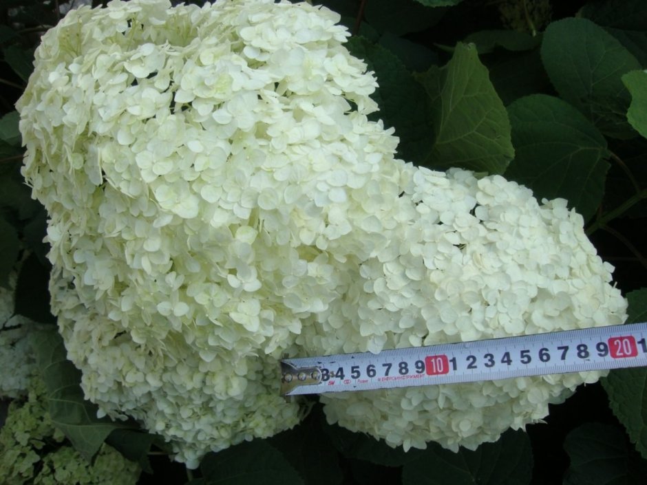 Hydrangea arborescens Radiata