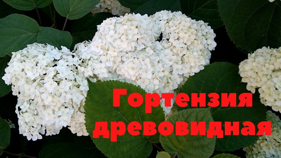 Гортензия древовидная grandiflora