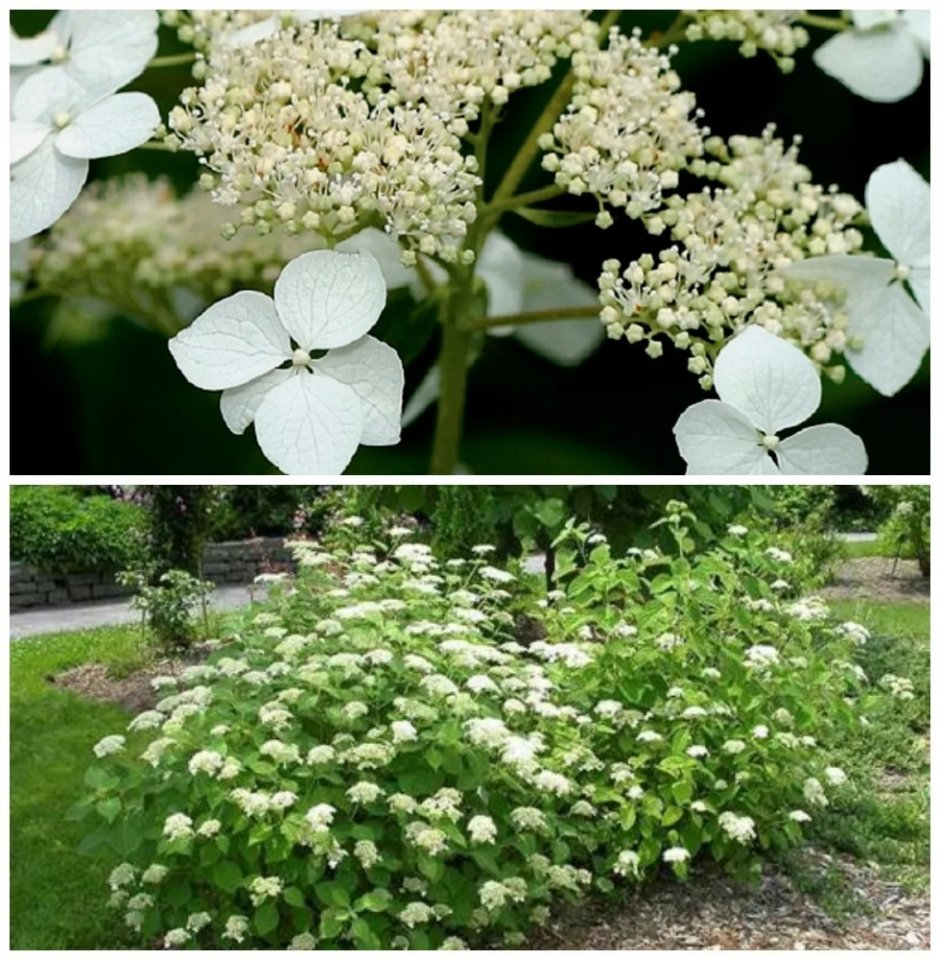 Hydrangea arborescens Radiata