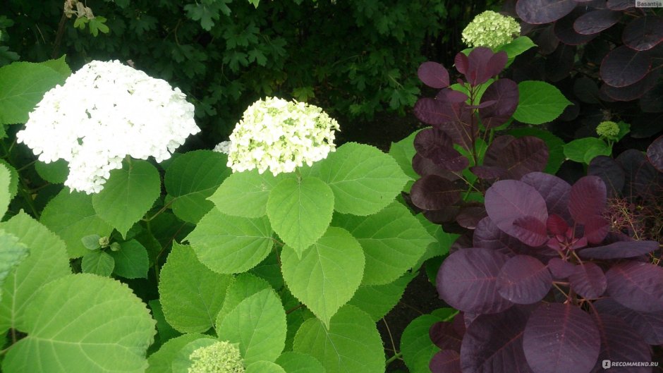 Hydrangea arborescens Radiata