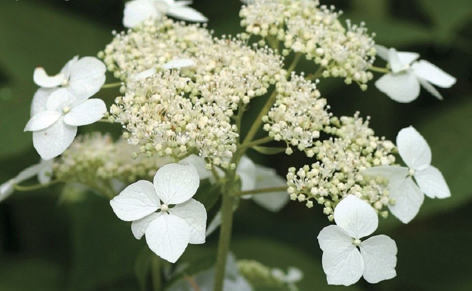 Гортензия Лучистая (Hydrangea Radiata)