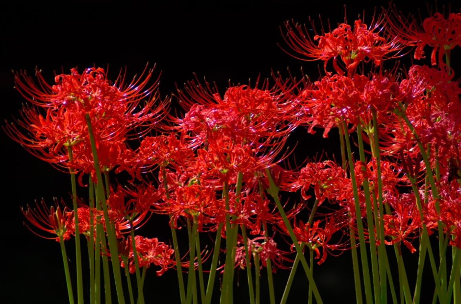 Рыжие японские цветы