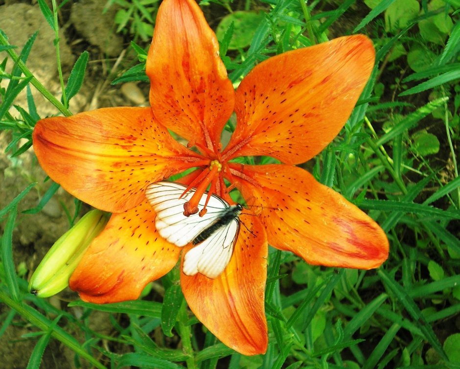 Лилия оранж саммер