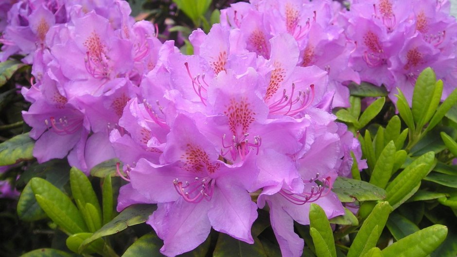 Цветок рододендрон Азалия