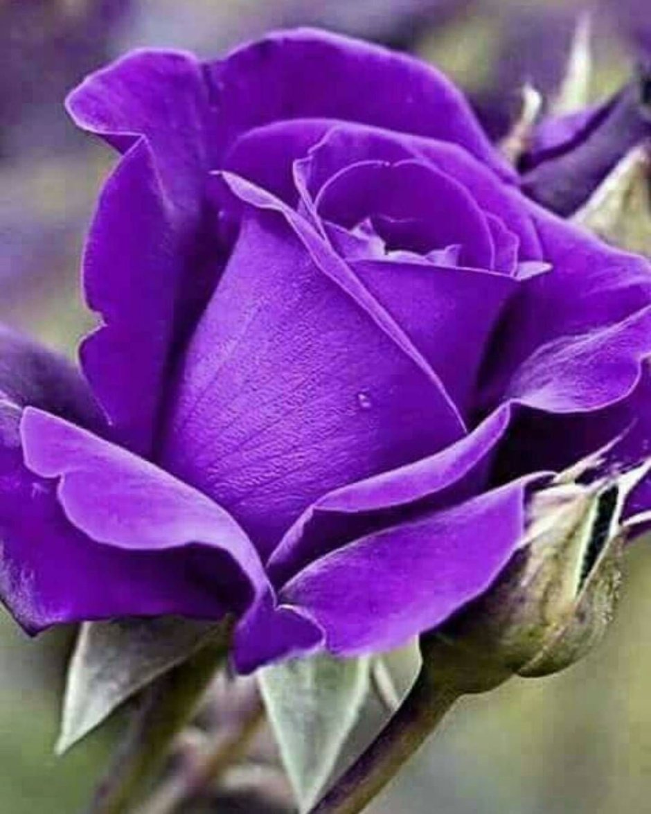 Цветы фиолетового цвета