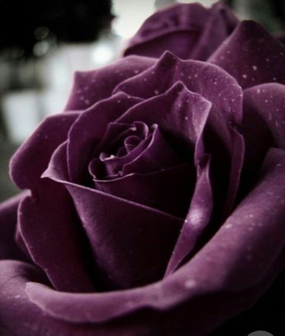 Букет пурпурных роз