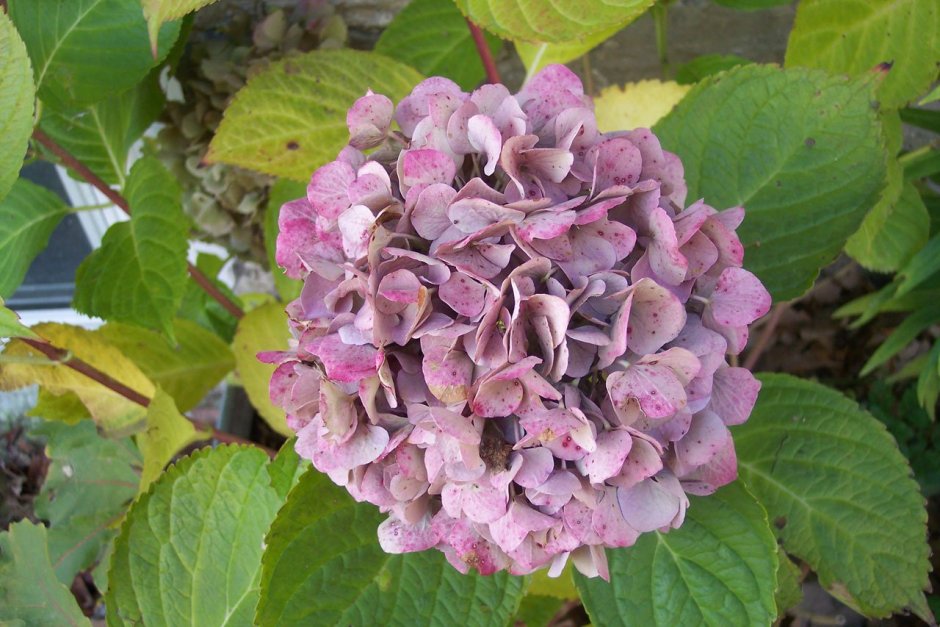 Гортензия букет Роуз крупнолистная в саду