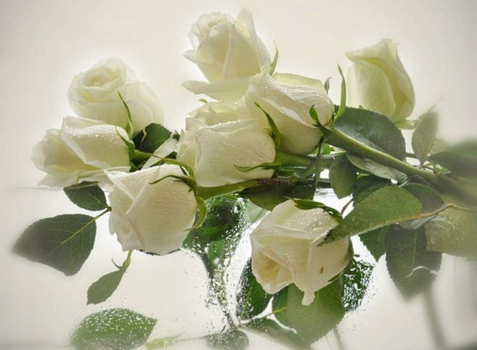 Букет белых роз для любимой девушки