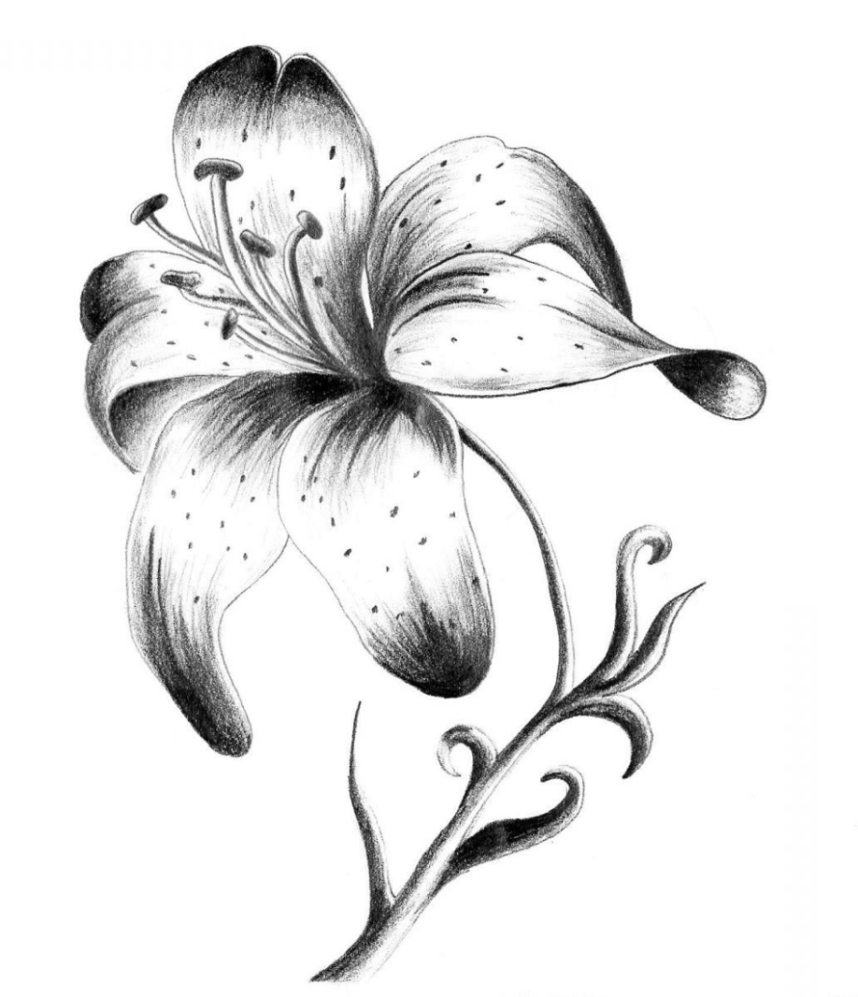 Рисунок лилии для срисовки