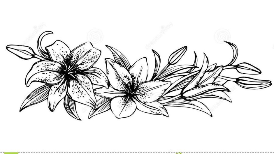 Лилии арт черно белый