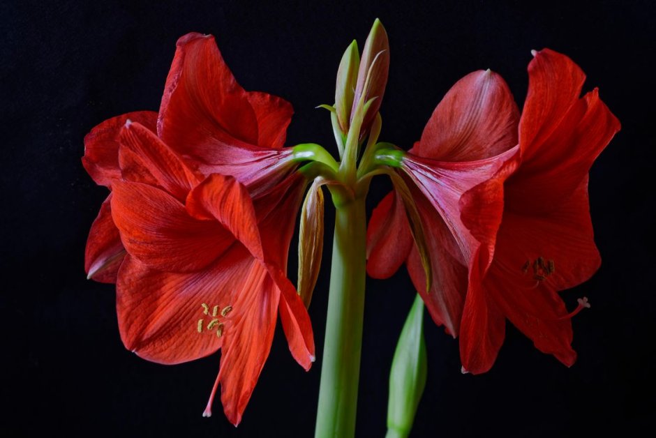 Амариллис цветок