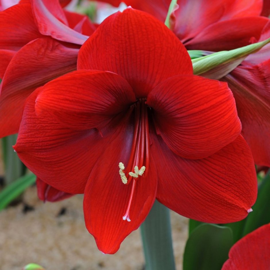 Цветок Лилия красная